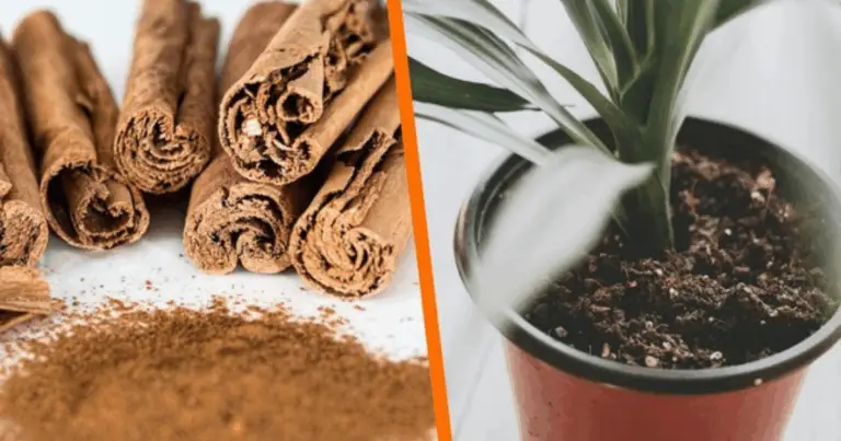 Cómo Usar la Canela en tus Plantas para Fortalecer su Crecimiento Natural
