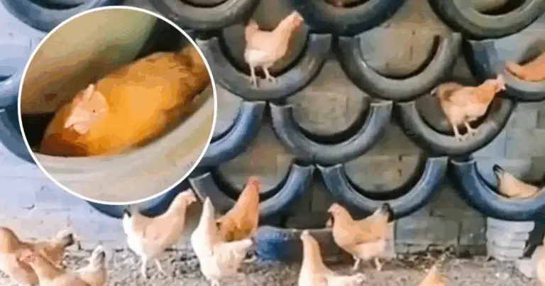 Gallineros con nidos reciclados de neumáticos: soluciones ecológicas, duraderas y económicas