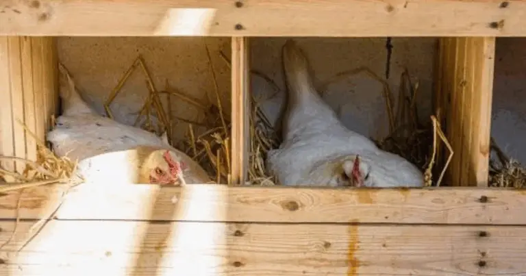 Gallineros amplios y ventilados: el refugio ideal para gallinas felices