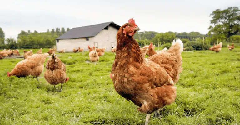 Consejos naturales para aumentar la producción de huevos en tus gallinas
