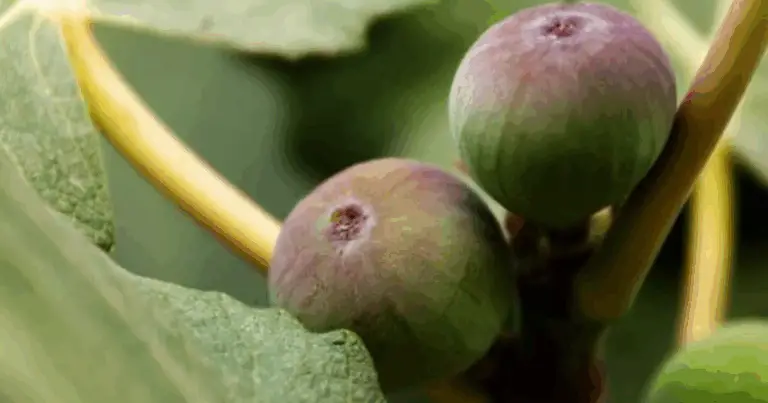Cómo Podar una Higuera Paso a Paso: Guía Completa para una Cosecha Abundante