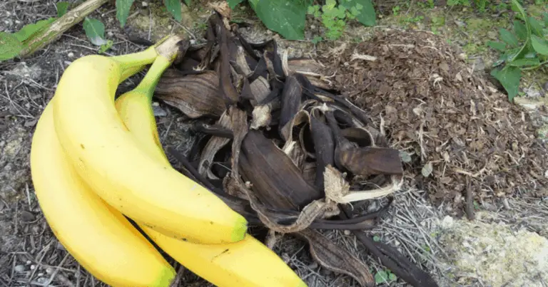 Fertilizante Natural con Cáscaras de Plátano para Plantas de Interior