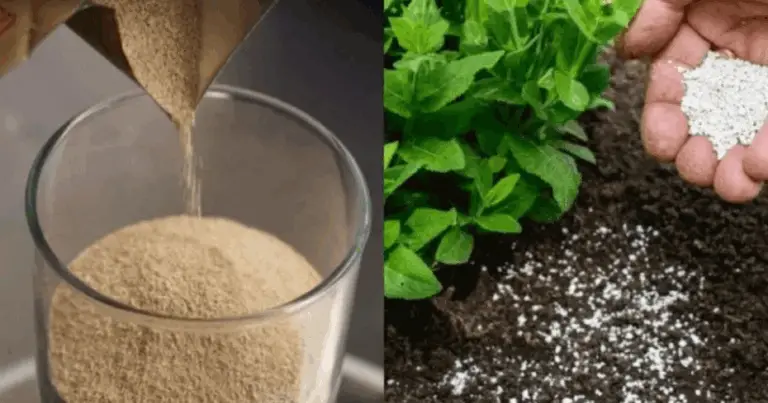 Con una cucharada de este ingrediente natural lograrás una floración explosiva en tus plantas