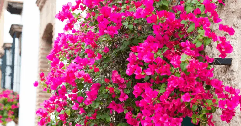 Guía completa para cultivar buganvillas en macetas y lograr una floración continua