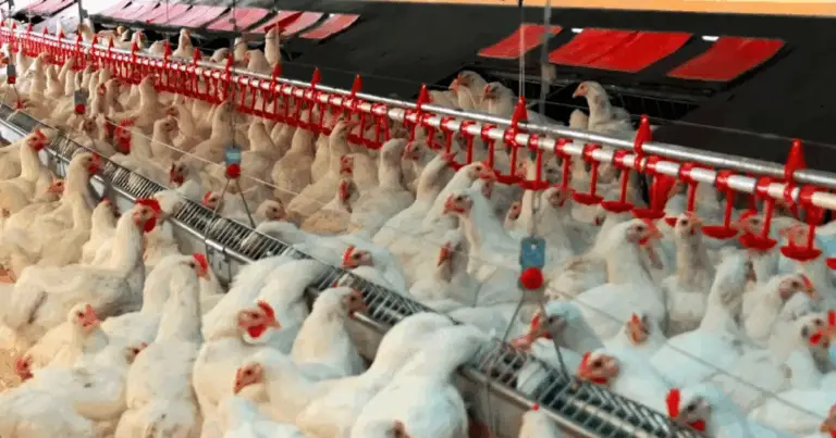 Alimentadores caseros para gallinas: soluciones sostenibles y económicas para tu corral