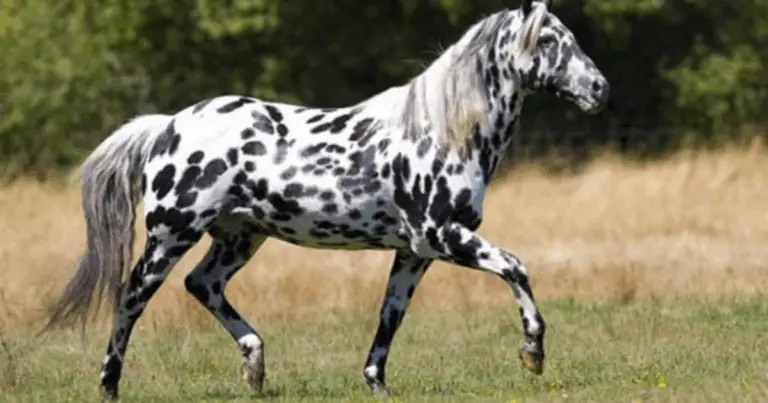 Las 12 mejores razas de caballos del mundo: elegancia, fuerza y carácter incomparables