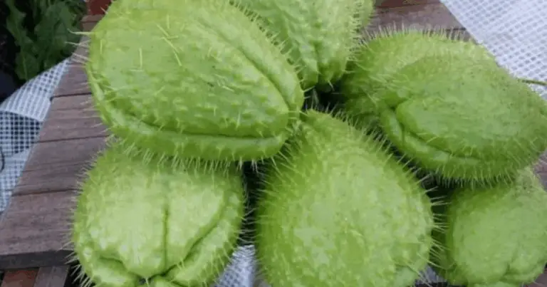 Cómo cultivar chayote en maceta: guía completa para un cultivo exitoso