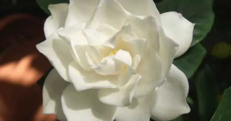 Cómo Propagar Gardenias por Esqueje: Guía Completa y Consejos de Cuidado