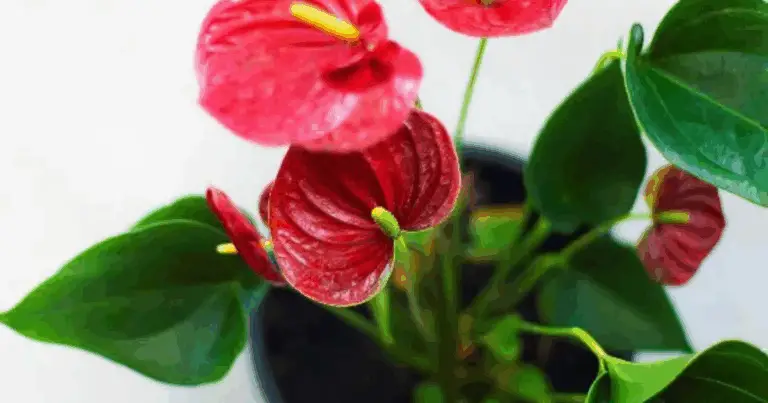 Cómo Multiplicar tus Anthurium Rápidamente Usando Tallos Florales