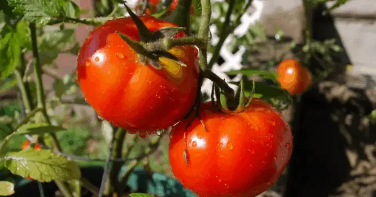Por qué las plántulas de tomate no crecen y cómo acelerar su desarrollo