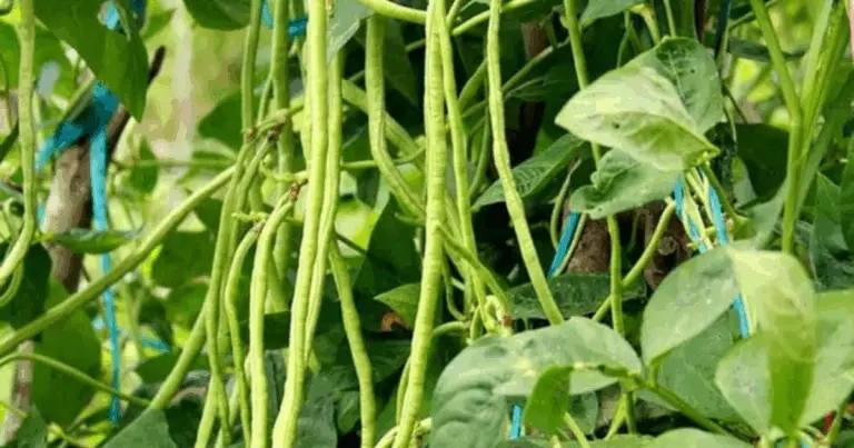 Cómo cultivar judías largas en macetas: guía completa para un cultivo exitoso