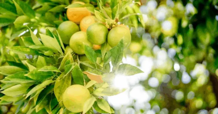 Cómo Cultivar Limones y Otros Cítricos a Partir de Sus Hojas