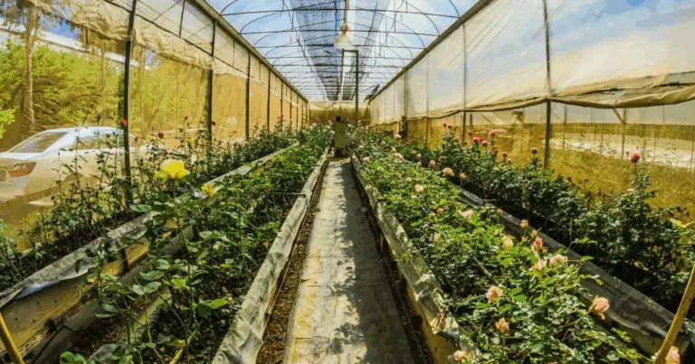 Cómo cultivar todo el año con un invernadero subterráneo: guía completa