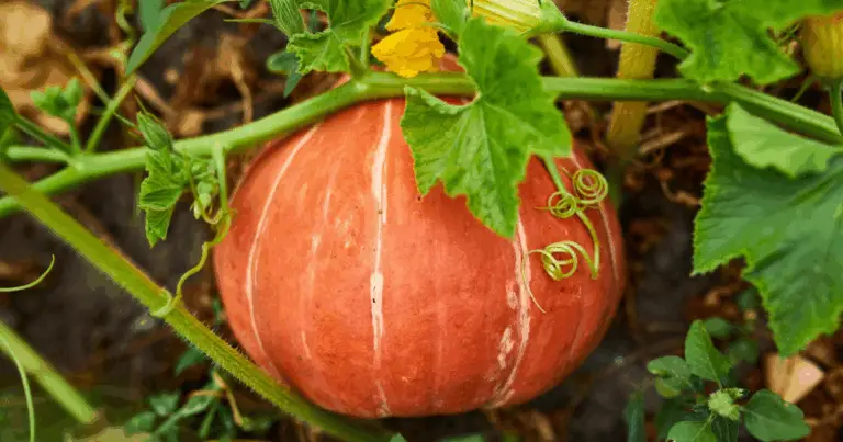 Cómo Cultivar Calabazas Perfectas en tu Jardín: Guía Paso a Paso