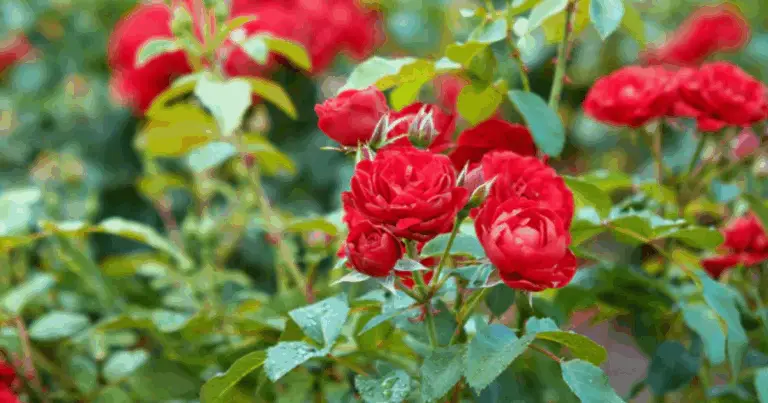 Cómo podar rosales Knock Out: guía completa para un jardín lleno de flores