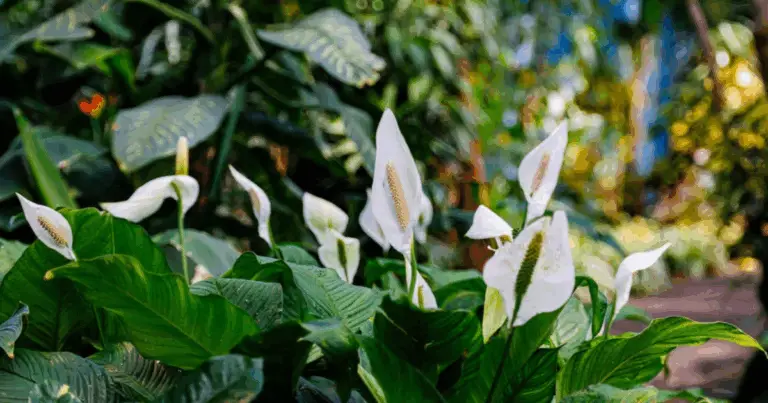 Cómo Lograr que tu Lirio de la Paz Florezca Varias Veces al Año: Guía Completa