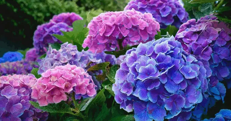 Cómo el pH del Suelo Afecta el Color de las Hortensias