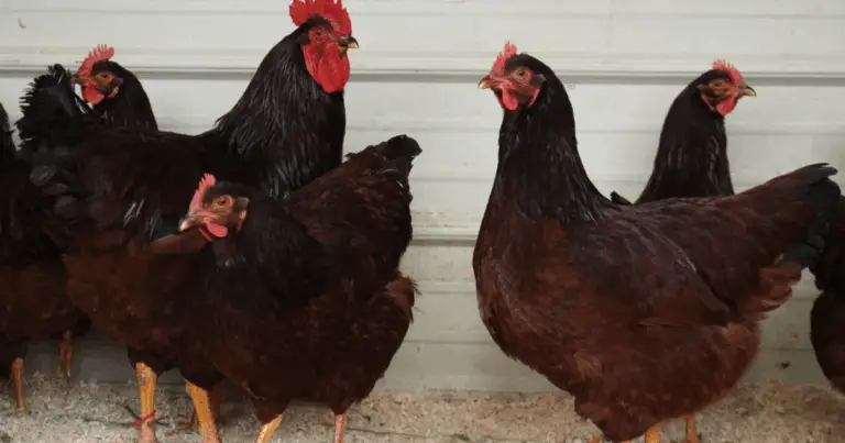 Alimentador suspendido para gallinas: eficiencia, higiene y bienestar en el gallinero