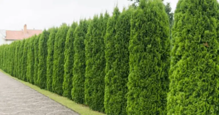 Cómo Propagar Tuya a partir de Esquejes Usando Gel de Aloe Vera