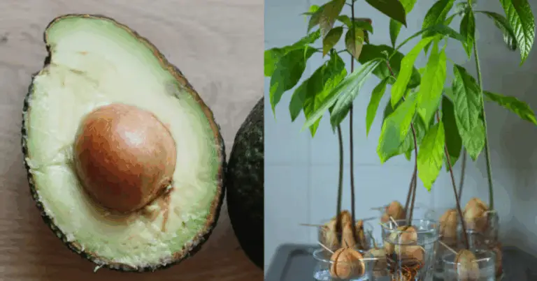 Cómo cultivar un aguacate desde semilla en casa (método fácil y paso a paso)