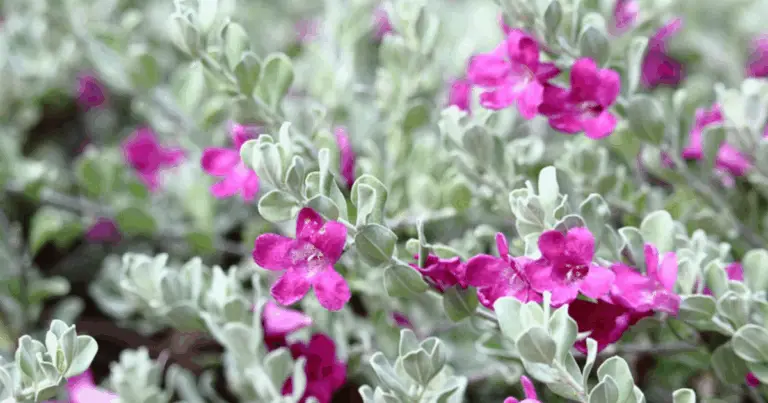 Beneficios para la salud del cenizo blanco y cómo incorporarlo en tu alimentación