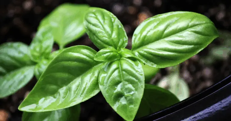 Cómo Cultivar Albahaca para Obtener un Crecimiento Exuberante en Casa