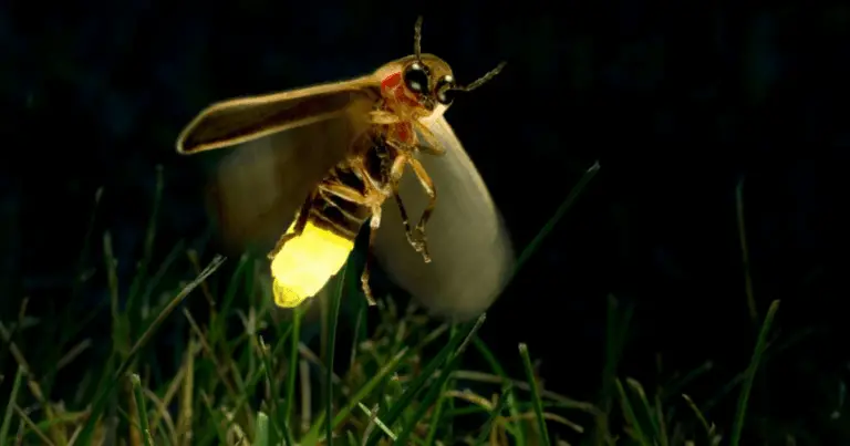 Por qué atraer luciérnagas al jardín si tienes un problema de babosas: guía completa y sostenible