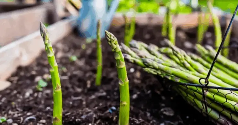 Cómo cultivar espárragos con facilidad: siembra una vez y cosecha durante décadas