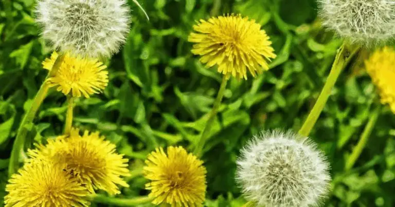 24 usos poco conocidos del diente de león: desde la cocina hasta el bienestar natural