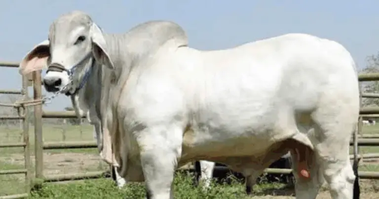 Razas de Ganado Cebú: Características, Usos y Ventajas en la Ganadería Tropical