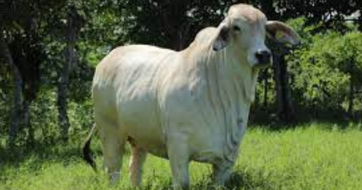 Razas de Ganado Cebú: Características, Usos y Ventajas en la Ganadería ...