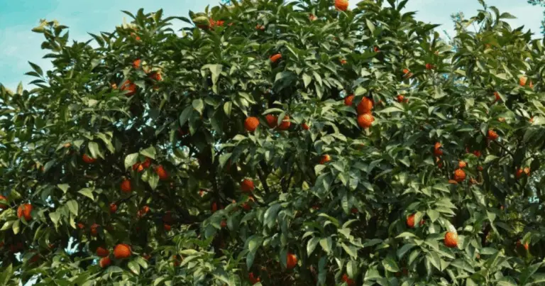 Poda de frutales: guía completa para árboles productivos, sanos y equilibrados