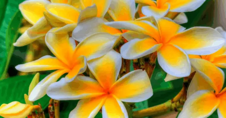 Cómo cultivar plumeria por esquejes: guía completa paso a paso