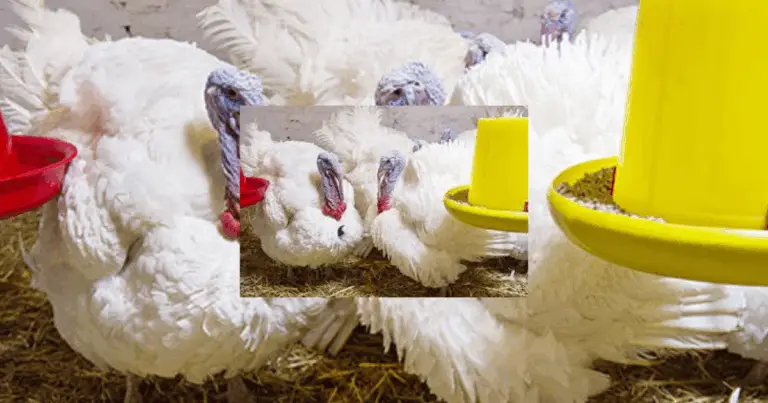 Guía Completa para la Cría de Pavos en Recintos Controlados