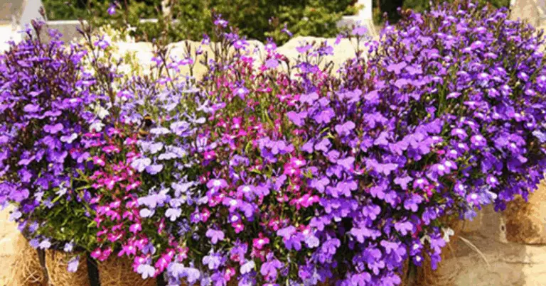 Lobelia colgante (Lobelia erinus): guía completa para cultivarla y mantenerla en flor todo el verano