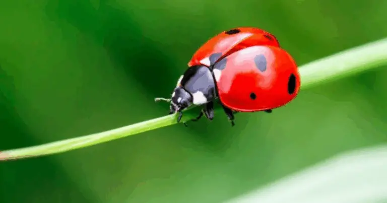 Guía para identificar especies de mariquitas y comprender su importancia en el jardín