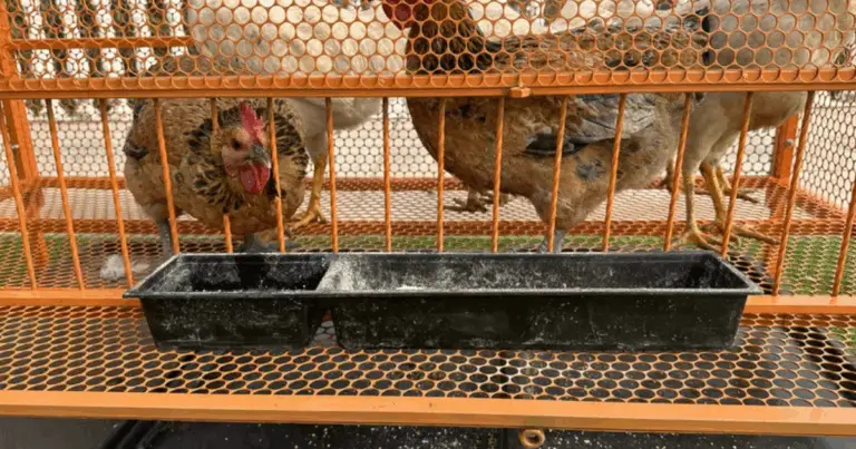 Posadero para Gallinas con Bandeja Recolectora: Guía Completa para un Gallinero Más Limpio y Saludable