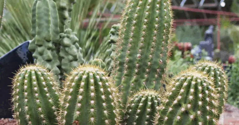 Cactus Argentino Gigante (Echinopsis candicans): cuidados, cultivo y características