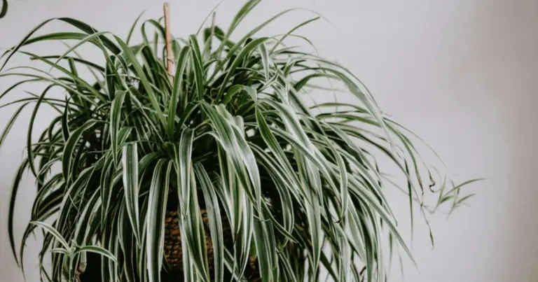 Planta araña (Chlorophytum): beneficios, cuidados y por qué es ideal para interiores