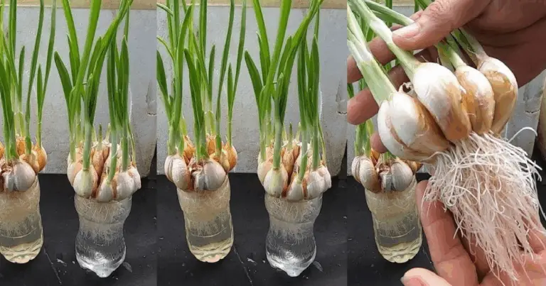 Cómo cultivar ajo en casa para obtener cosechas abundantes