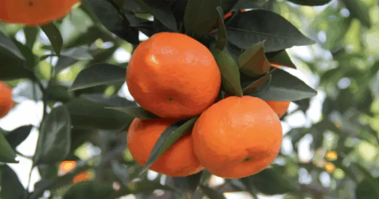 Cómo Cultivar Mandarinos Infinitos a Partir de una Sola Fruta: Guía Completa para Principiantes