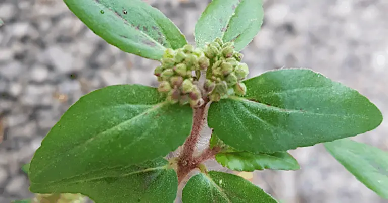 Euphorbia hirta: propiedades, beneficios y cómo utilizar esta planta medicinal de forma segura