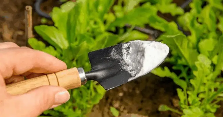 El bicarbonato de sodio en el jardín: 10 usos prácticos para mantener tus plantas sanas y vigorosas