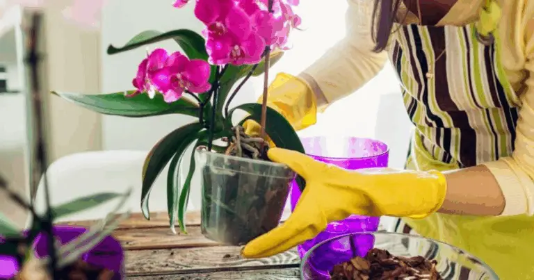 Cómo Propagar una Orquídea a Partir de una Hoja: Guía Completa y Actualizada