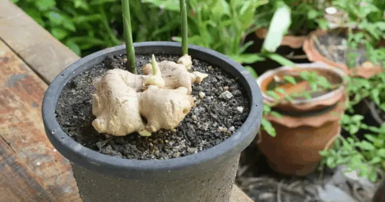 Cómo cultivar jengibre en maceta: guía completa para tener esta planta aromática siempre disponible