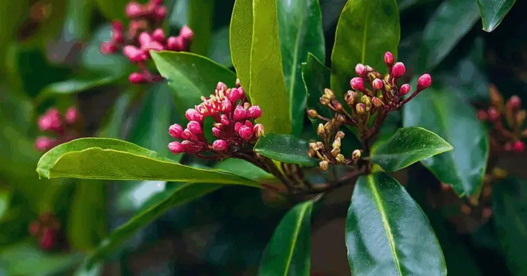 Cómo cultivar el árbol de clavo de olor en casa: guía completa paso a paso