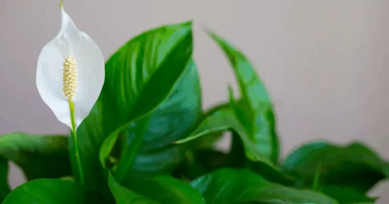 Cómo Hacer que el Lirio de la Paz Desarrolle Hojas Verdes y Abundantes con un Fertilizante Natural