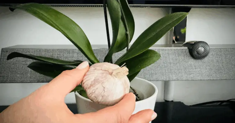 ¿Por qué los jardineros colocan un diente de ajo en las orquídeas? Explicación completa
