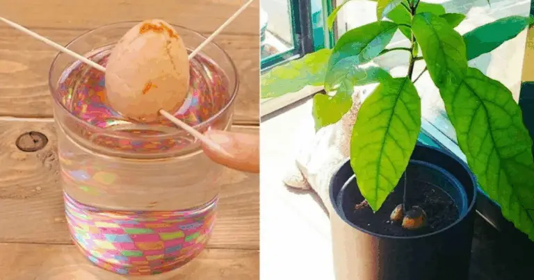 Cómo cultivar un aguacate desde la semilla: guía completa para lograr un crecimiento saludable