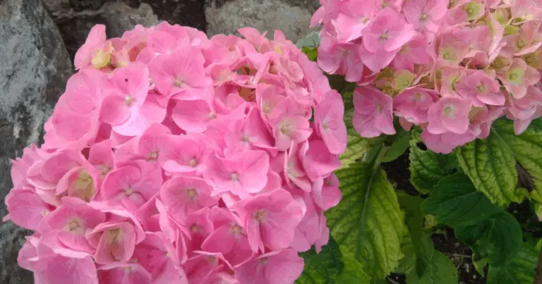 Árbol de hortensia (Hydrangea paniculata): guía completa de cultivo, cuidados y floración